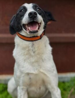 🌟Verspielter Bruce sucht dich🐕💛 - Eislingen (Fils)