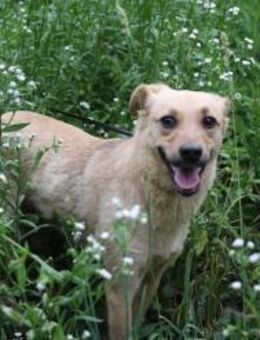 Holly sanftes Gemüt - Geilenkirchen