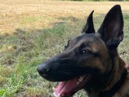 Malinois Junghündin sucht ein Zuhause - Schweinfurt Zentrum