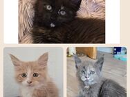 Maine Coon Kitten - Herzberg (Harz)