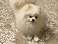 Pomeranian Zwergspitz Spitz Welpen - Iserlohn