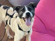 fröhlicher Lenny sucht ES/PS ab Juli - Berlin