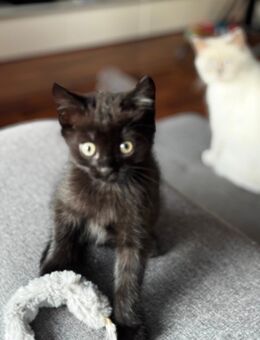 Verspielte Kitten Katzenbabys- 12 Wochen jung Abgabebereit - Augsburg