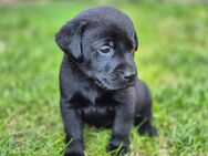 Labrador Welpen - Werther