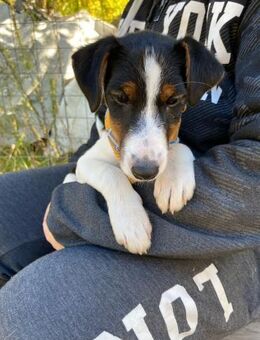 Cleo LM Tricolor-Schönheit sucht - Neustadt (Rübenberge)