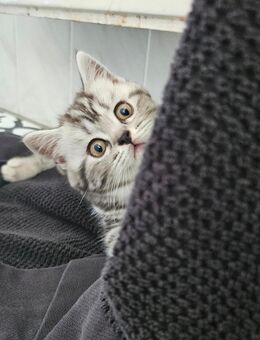 Wunderschöne Britisch Kurzhaar Kitten in liebevolle Hände abzugeben - Augsburg