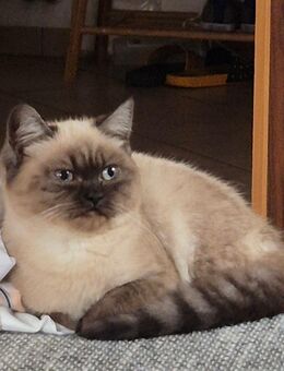 BKH- Britisch kurzhaar Katze kitte - Römhild