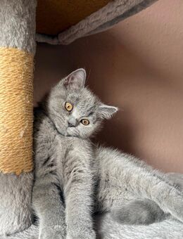 BKH verspielter Kater Abgabebereit - Düren