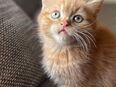 Perser Babys kitten abzugeben in 42117