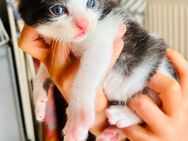 Kater kitten Kätzchen männlich - Barkhagen