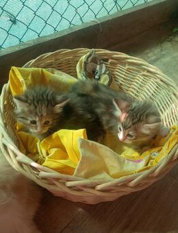 Norwegische Waldkatzen Kitten abzugeben! - Frauenstein Zentrum