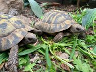 2 männliche Griechische Landschildkröten (NZ 2007) - Kippenheim