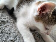 Sanftes Creme-Kitten sucht Herz & Heim - Wittenberg (Lutherstadt)