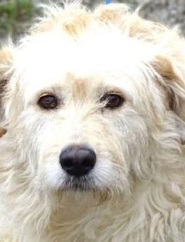 Wer gibt Bella ein Zuhause? - Gefrees