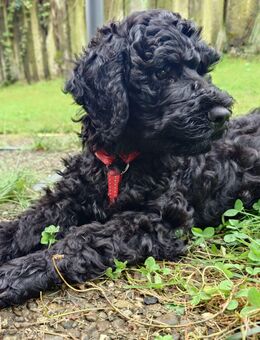 Lagotto - Doodle sucht Dich - Ballwil