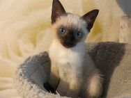 5 Siam-Birma Kitten / 1 Katerchen ist noch frei. - Wiesbaden Biebrich