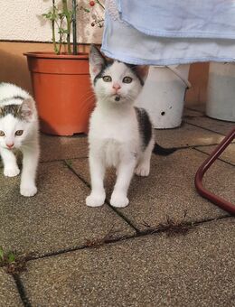 Kleines Katerchen - Freital