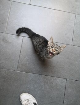Kitten in Liebevolle Hände abzugeben. - Flensburg