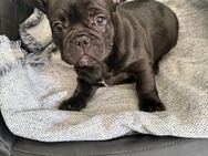Französische Bulldogge Hündin Welpe - Detmold