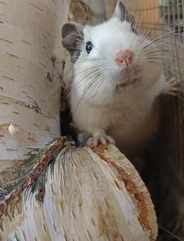 junge Degus Degu in verschiedenen Farben schecke weiß schwarz sand blau agouti - Neustadt (Sachsen) Hohwald