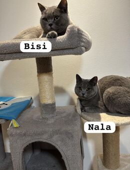 BKH reinrassige Katzen (Mama + Kitte) - Mülheim (Ruhr)