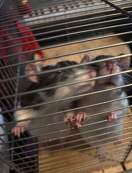 7 Monate alte Ratten mit Käfig zu verkaufen - München
