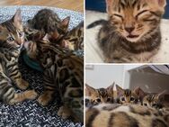 Bengal Kitten mit Stammbaum, 2 Jungen und 3 Mädchen - Ingolstadt
