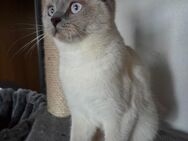 BKH/Siam Katze - Bebra