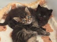 BKH/BLH-Mix Kitten - Duisburg