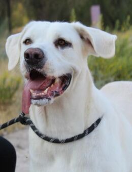 Celeste leidet unendlich im Tierheim - Laatzen