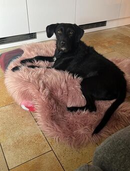 liebe ❤️Cookie❤️ sucht ihre Menschen - Freilassing