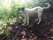 Frodo - Recklinghausen