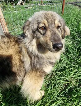 Kenzo...klein aber oho - Tholey