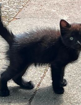 Britisch Kurzhaar, Kitties, Katzenbabys aus liebevoller Hand in liebevoller Hand - Hamburg