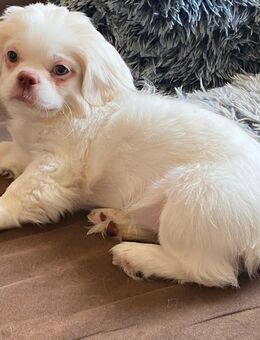 Shih Tzu Welpe - Villingen-Schwenningen