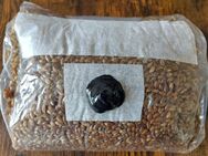 2 kg Steriles Hartholz Pilz Substrat & Roggenkorn Pilzbrut - Hamburg