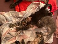 Maine Coon Katzen suchen ein liebevolles zuhause - Stuttgart
