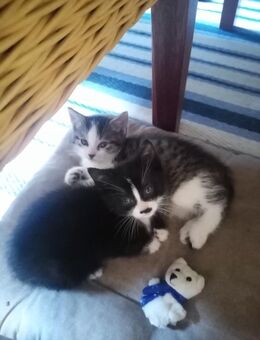 Kitten Katzenbabys Hauskatze - Mönchengladbach