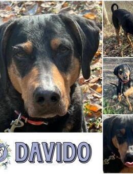 DAVIDO * ein imposanter Rüde - Duisburg