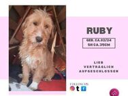 Ruby❤️- Liebevolle Junghündin - Rambin