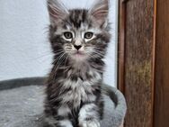 Maine Coon Kitten - Osnabrück