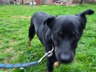 Leo sucht sein für immer zuhause - Doberschau-Gaußig