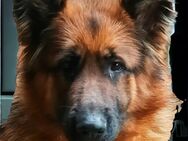 Alt deutscher schäferhund welpen - Papenburg