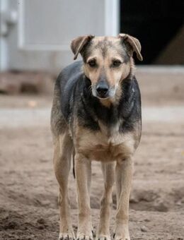 Schäferhund mix Arthur sucht ein Sofa - Stuttgart