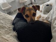 Pinscher Mix Hündin - Dresden