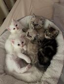 BLH /Heilige Birma Kitten in 04317
