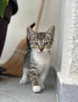 💕Minou💕sucht ihre Menschen ❤️ - Freilassing