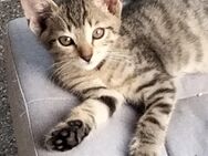 Babykitten suchen ein liebevolles Zuhause ♥️ - Frankfurt (Main)