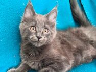 Maine Coon Kitten Kater mit Stammbaum darf ausziehen - Gladbeck