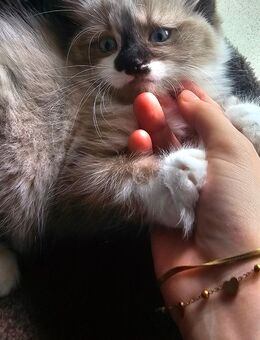 Bkh Maine Coon Kitten Mix - Hamburg Altona